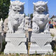 A pair of stone carving lions for home front gates, company gatekeepers, stone bluestone granite lion ornaments, a pair of twisted face height 15 meters long 75 wide 55 cm