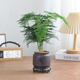 Asparagus potted indoor living room plants flowers office green plants desktop air purification creative small bonsai original pot selected small asparagus 15-22cm high 1 pot + seedling tray