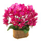 Double Foil Phalaenopsis Potted Orchid Seedlings with Foils and Flower Buds Blooming in All Seasons Indoor Flowers are Easy to Maintain and Live 18. Red Butterfly--Double Foil Sword is shipped and is good as a potted plant