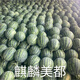 Kirin Meidu watermelon seeds with thin skin, crack-resistant, few seeds, super sweet and crispy 8424 round watermelon, Meidu watermelon seeds, 100 pieces original bag, Jinmeidu