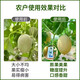 Jinzhengda Potassium Phosphite prevents diseases, inhibits bacteria, controls shoot growth, promotes flower expansion and fruit expansion, phosphorus and potassium foliar fertilizer promotes fruit expansion, Jinzhengda Potassium Phosphite 1 liter * 1 bottle