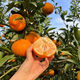 Authentic Sichuan Chunjian tangerine seeds, fruit tree dada tangerines, southern ugly tangerine seeds, planted in the north and south, tangerine seeds, three packs of about 30 pieces
