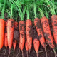 Nine-inch three-red carrots, summer and autumn heat-resistant and cold-resistant fruits and vegetables, radish, crispy and sweet for all seasons, garden carrots for all seasons, nine-inch carrot seeds, new varieties, high-quality varieties, 1 pack of about 1066 seeds