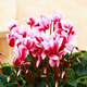 Double cyclamen seeds cyclamen mixed seeds New Year's Eve flower balcony garden potted four-season flowering plants Cyclamen 15 colors mixed GYJ869 new seeds 1 pack about 110 seeds germination rate
