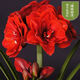 Imported amaryllis seed bulbs, large ball potted flower seedlings, double amaryllis seeds with buds for all seasons, green plants and flowers 1. Flower Elf The circumference of the bulb is 15-18cm