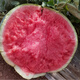 Kirin Meidu watermelon seeds with thin skin, crack-resistant, few seeds, super sweet and crispy 8424 round watermelon, Meidu watermelon seeds, 100 pieces original bag, Jinmeidu