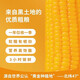 2025 Northeast yellow sweet glutinous corn on the cob vacuum packaged low-fat yellow waxy big stick sweet Northeast breakfast sticky rice yellow waxy corn 2 sticks 180g/stick