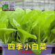 Four-season Shanghai green seeds, small green cabbage, chicken feathers, fast-growing cabbage, rapeseed, heat-, humidity- and cold-resistant, field use, original four-season fast-growing cabbage, about 3600 capsules, 3 packs