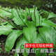 Tianfen Plantain Seeds New Plantain Seeds Medicinal and Food Four Seasons Sowing Chinese Herbal Medicine Planting Balcony Potted Planting Field Planting Plantain Seeds 200 capsules Selected Good Seeds + Free