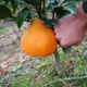 Authentic Sichuan Chunjian tangerine seeds, fruit tree dada tangerines, southern ugly tangerine seeds, planted in the north and south, tangerine seeds, three packs of about 30 pieces