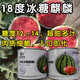 Super sweet 18 degree rock sugar Kirin watermelon seeds super 8424 sweet, crisp, juicy and crack-resistant thin-skinned round watermelon seeds 400 capsules bag Jinmeidu 3 cans