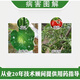 Taikang 0.5% Chitosan Pepper Tomato Strawberry Tomato Virus Disease Powdery Mildew Plant Attraction Fungicide 100ml*10 Bottles