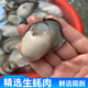Pure raw oyster meat, freshly shucked, freshly shucked seafood, aquatic pearl oysters, oyster meat, oyster meat, 2 boxes, 250g/box, about 15-30 pcs