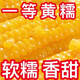 Sticky yellow corn seeds, sweet, sticky, soft and waxy yellow corn seeds, high-yielding field seeds for sowing in all seasons, sweet yellow waxy corn seeds, 6 packs of 300 grains, selected grains