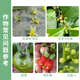 The source of buds flower bud differentiation treasure fruit tree promotes flower bud differentiation, increases production and income, promotes flower and fruit setting, extends the flowering period, medium amount of elemental fertilizer 500g*1 bottle