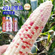 National Approval Xiaofu Tiangui Nuo 937 Big Stick High Yield Disease Resistance Spring and Autumn Field Base Colorful Sweet Nuo Jade 2018 BMW Tiangui Nuo 937 Original 200g