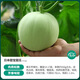 Shouhe Tianbao Melon Seeds, Rock Candy Small Melon, Southern Fruit with Thin Skin and Early Maturity, RBen Tianbao Melon Seeds, 50 capsules/crunchy and sweet