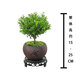 Baya Small-leaf Trichosanthes bonsai ornaments, indoor green plants, flower pots, old piles, living room, office desktop, good plants to grow. Recommended model: Small-leaf Trichosanthes + Shede purple sand pot + moss pavement + base