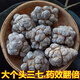 Beijing Tongrentang auténtico Yunnan Wenshan Chun Panax notoginseng Panax notoginseng y Tianqi se utilizan en el patio interior. Venta directa desde origen. 10 cabezas, 20 cabezas, 30 cabezas, 500 gramos de cabezas resbaladizas sin cortes (12 cabezas, un Jin Jin equivale a 0,5 kg)