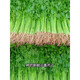Four Seasons Parsley Seeds, Crispy, Tender and Thin-stemmed Celery Seeds, Heat and Cold Resistant, High Yield Field Base Vegetable Seeds. Original and Authentic Four Seasons Parsley, about 2,000 capsules. Original Color Packet 1 Pack