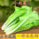 Four-season Shanghai green seeds, small green cabbage, chicken feathers, fast-growing cabbage, rapeseed, heat-, humidity- and cold-resistant, field use, original four-season fast-growing cabbage, about 3600 capsules, 3 packs