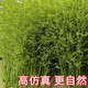 Linpan simulated bamboo outdoor decoration fake bamboo simulated plant landscaping bionic bamboo outdoor green plants 80*20*20CM long (can insert 12-16 trees)