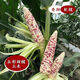 National Approval Super Sweet Colorful Waxy Corn Seeds Flowery Waxy Corn Seeds Colorful Cloud Sweet Waxy Corn Farmers High Yield National Approval Colorful Waxy Corn Seeds 5 packs about 251 grains