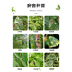 Holite Bebiga 40% benzopyrazole ester grape fruit tree vegetable powdery mildew anthracnose rust pesticide fungicide
