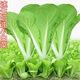 Four-season Shanghai green seeds, small green cabbage, chicken feathers, fast-growing cabbage, rapeseed, heat-, humidity- and cold-resistant, field use, original four-season fast-growing cabbage, about 3600 capsules, 3 packs