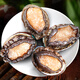 Dongshang Yupin Shandong processing-free abalone pure meat net weight 500g hot pot barbecue ingredients fresh seafood-direct from the source