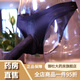 Airplane cup underwear for work, men's underwear, sexy masturbation, L tube special penis thong, insertable, black, ice silk JJ closed (with JJ cover) 80-120Jin Jin equals 0.5 kg