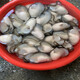 Pure raw oyster meat, freshly shucked, freshly shucked seafood, aquatic pearl oysters, oyster meat, oyster meat, 2 boxes, 250g/box, about 15-30 pcs