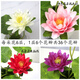 Artificial flower lotus for Buddha, lotus for Buddha, artificial flower for front of Buddha, artificial flower decoration, small ornaments, bonsai silk flower, Guanyin flower Buddha stand, 2 small porcelain vases plus 2 bunches of white, no smell