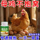 Xingbaoling hens wake up non-roosting chickens, ducks, geese and poultry to nest and love their nests. Feed additives for hatching eggs. Special bottle for hens to wake up and cuddle and fall in love with their nests.