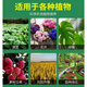 Potassium sulfate Yuntianhua 17-17-17 Compound Fertilizer Store Yunnan Corn Rice Melons Fruits and Vegetables General 100Jin Jin equals 0.5kg (frequently chosen by landlords)