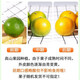 皇帝柑柑橘非沃柑新鲜应季水果鲜甜多汁果肉细嫩多汁(一级果） 皇帝柑带箱9斤(55mm+)