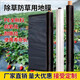New material white mulch film weeding insulation thickened greenhouse silver black engineering agricultural planting orchard plastic film 1.5Mx730M white mulch film 10.5Jin Jin equals 0.5kg 1S