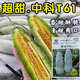 Bomei No. 9 croissant honey melon seeds Boyang 9 flower skin green flesh thin skin sweet crispy balcony potted melon seeds 500 capsules original Zhongke T61