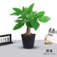 Package live money tree potted flowers and green plants office formaldehyde-absorbing pothos asparagus asparagus hydroponic easy to grow thick 2-3cm single pole money tree original pot