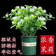 Jasmine seedling potted plant with buds Jiuli Xiang old pile mosquito repellent flower plant indoor strong fragrance blooms in all seasons and easy to grow Large jasmine flowers 4-6 buds are full and pots are not included
