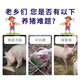 Pig giant fast pig daily growth and fattening veterinary feed additive for fattened pigs for fast fattening and rapid weight gain Pig giant fast bone pulling king 500g*1 pack