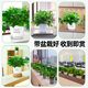 Pangmao green radish indoor potted hydroponic plant green basket long rattan extra large pot living room green plant purifies the air and removes odor 120# good morning white water absorbing basin 1 pot + special fertilizer * 2 + pot