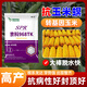 Strong man's genetically modified high-yielding corn seeds, Academy of Agricultural Sciences National Approval, Insect Resistance, Double Sticks, Large Sticks, Lodging Resistance, Drought Resistance, Disease Resistance, Corn Seeds, Transgenic Insect Resistance, High Germination Rate, 4000 grains, Disease Resistance