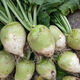 Kohlrabi seeds make pickled pickles, mustard rhizome seeds, radish seeds, spring and autumn cold-resistant vegetable seeds, 5 bald melon seedlings
