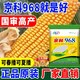 Suiyiman Yunnan-Guizhou-Sichuan high-yielding corn Jingke 968 low-stem big stick high-yielding resistance to lodging and rust disease dual-purpose grain and feed can be stored as green storage 1 bag 4000 grains