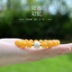 Her generation natural raw mineral beeswax bracelet chicken fat yellow Russian material Seiko single circle mammoth ivory bracelet birthday gift about 8MM beeswax (766567)