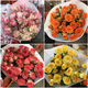 YWZR multi-headed rose flowers Yunnan base sends fresh flowers for home express office Valentine's Day bouquet Bubble rose random color 30-40 flowers + free preservative