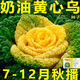 Yellow cabbage seeds are cold- and wet-resistant, chrysanthemum heart cream, yellow cabbage vegetable seeds for garden planting, yellow cabbage seeds, buy two packs, get one free, about 3,000 grains