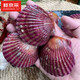 Freshly harvested from Beijing, fresh in season. Fresh red scallops. Net weight: 3 Jin. Jin is equal to 0.5 kg. 10-12 pieces/Jin. Jin is equal to 0.5 kg. Keep fresh but not alive.