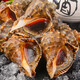 Fresh Jingcai fresh conch, net weight 2Jin Jin is equal to 0.5kg, 8-12 pieces/Jin Jin is equal to 0.5kg, fresh to your home, fresh seafood, straight from the source